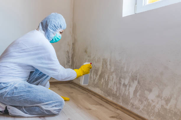 Licensed Mold Testing service in Pierce, CO - WQB Mold Removal